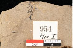 Foto (Detailsansicht) von Quercus palaeoilex Ettingshausen (NHMW-GEO-2024-0188-0954)